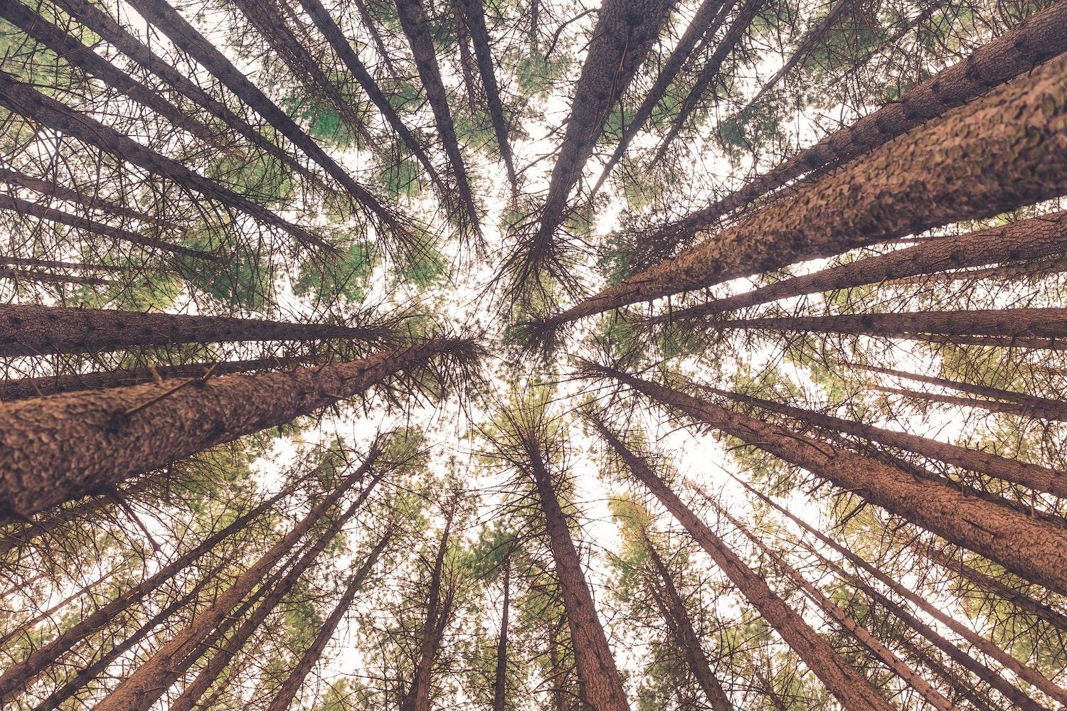 forests and sustainable forestry